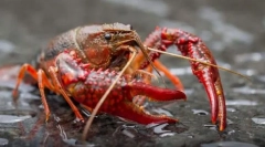 Caracteristicile structurii și mijloacele de trai ale crustaceelor